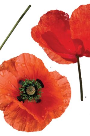 Poppies αυτοκόλλητα τοίχου βινυλίου (54101) - Image 3