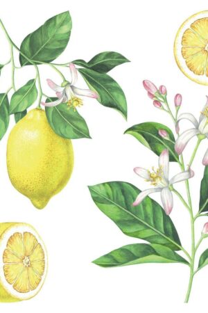 Lemons αυτοκόλλητα τοίχου βινυλίου (54122) - Image 2