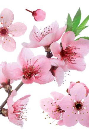 Cherry Blossom αυτοκόλλητα τοίχου βινυλίου (54327) - Image 3