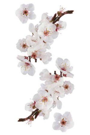 Photographic Blossom αυτοκόλλητα τοίχου βινυλίου (59389) - Image 3