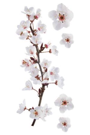 Photographic Blossom αυτοκόλλητα τοίχου βινυλίου (59389) - Image 2
