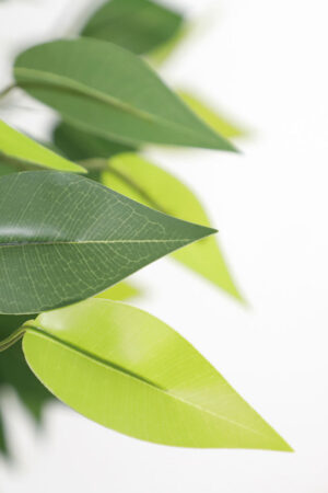 Τεχνιτό Δέντρο Ficus Tree NP5208_150 Ύψος 150μ New Plan - Image 2