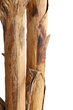 Τεχνιτό Δέντρο Banana Tree NP707_240 Ύψος 240μ New Plan - Image 2