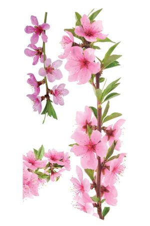 Peach Branch αυτοκόλλητα βινυλίου για τζάμι (69005) - Image 2